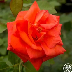 Las Vegas®>Heirloom Roses Online