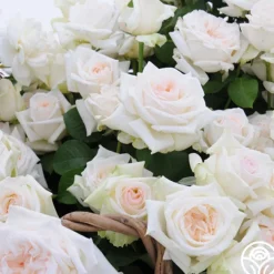 Last Chance Roses>Heirloom Roses Discount