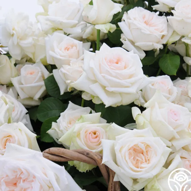 Last Chance Roses>Heirloom Roses Discount
