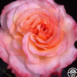Laura™>Heirloom Roses Online
