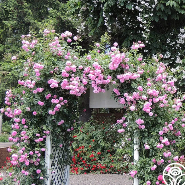 Lavender Lassie>Heirloom Roses