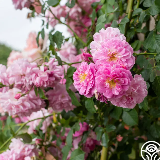 Lavender Lassie>Heirloom Roses