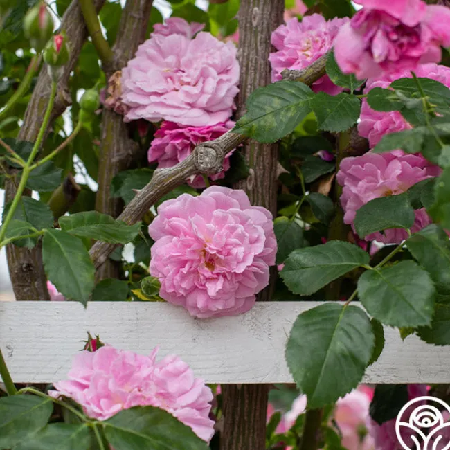 Lavender Lassie>Heirloom Roses