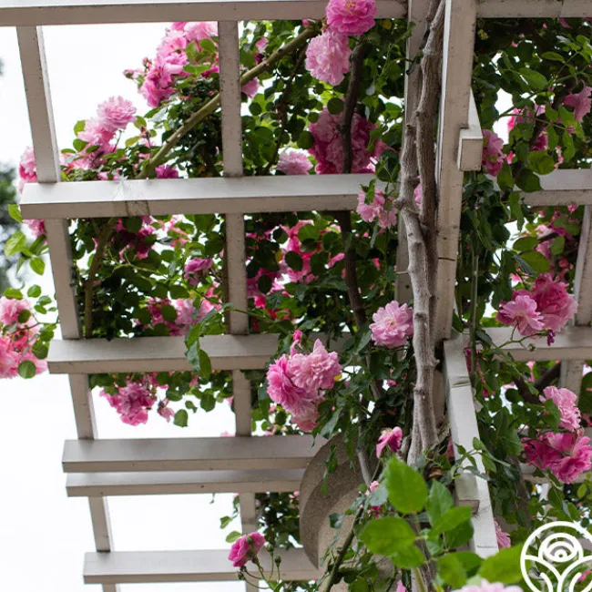 Lavender Lassie>Heirloom Roses