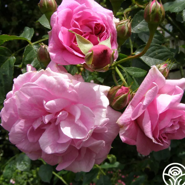 Lavender Lassie>Heirloom Roses