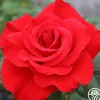 Legends™>Heirloom Roses Best
