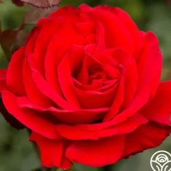 Legends™>Heirloom Roses Best
