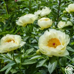 Lemon Chiffon>Heirloom Roses Clearance