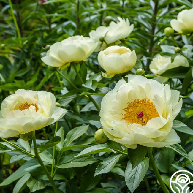 Lemon Chiffon>Heirloom Roses Clearance