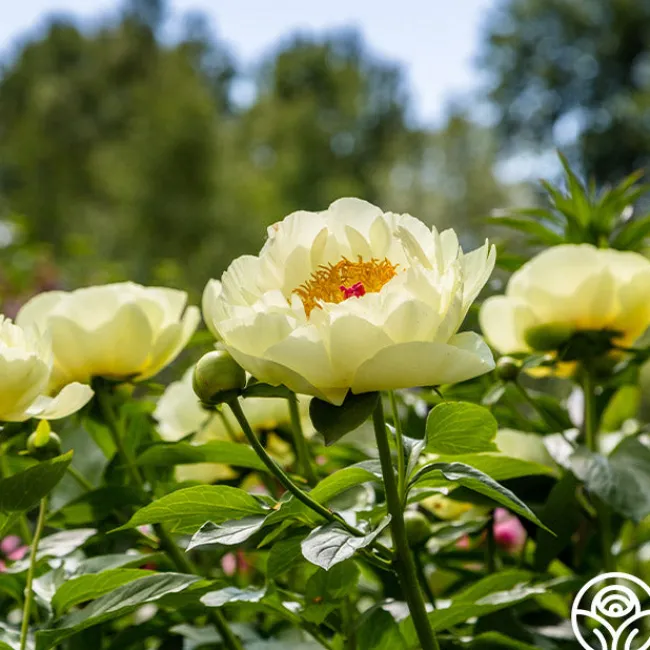 Lemon Chiffon>Heirloom Roses Clearance