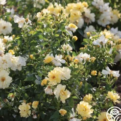 Lemon Drift®>Heirloom Roses Sale