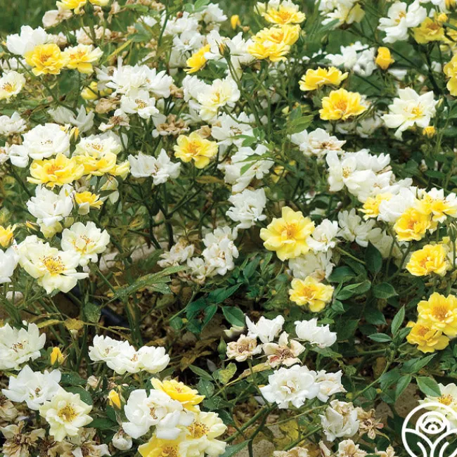 Lemon Drift®>Heirloom Roses Sale