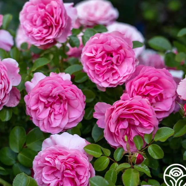 Leonardo Da Vinci®>Heirloom Roses Outlet