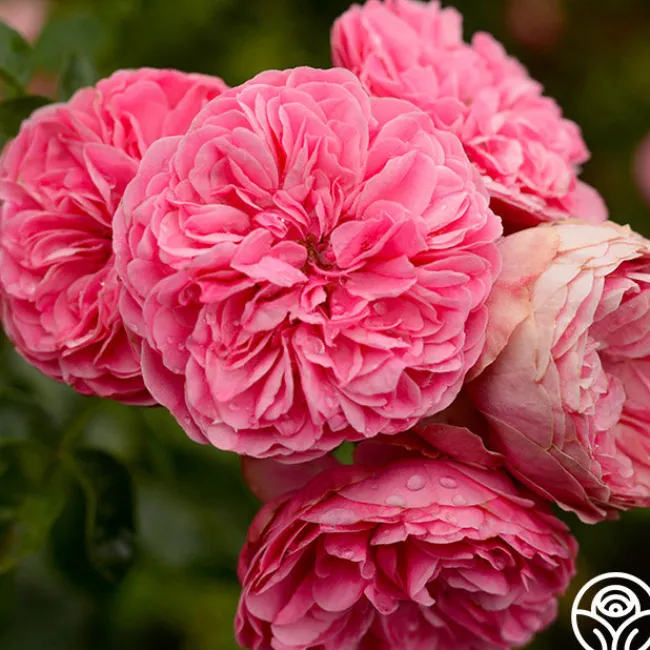 Leonardo Da Vinci®>Heirloom Roses Outlet