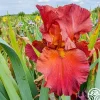 Lest We Forget>Heirloom Roses Online