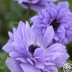 Levante Blue>Heirloom Roses Hot
