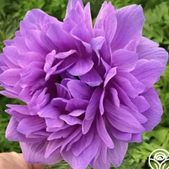 Levante Fucsia>Heirloom Roses Sale
