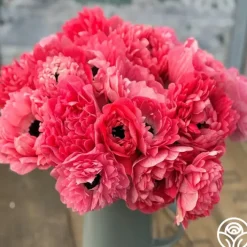 Levante Rosa>Heirloom Roses Outlet