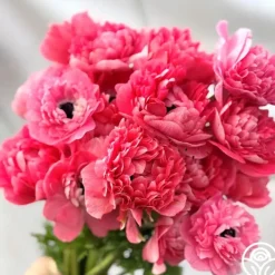 Levante Rosa>Heirloom Roses Outlet