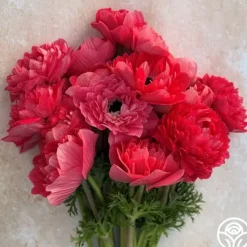 Levante Rosa><noscript><img width=