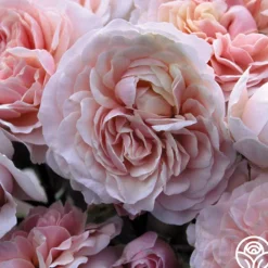 Lexy™>Heirloom Roses Sale