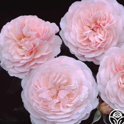 Lexy™><noscript><img width=