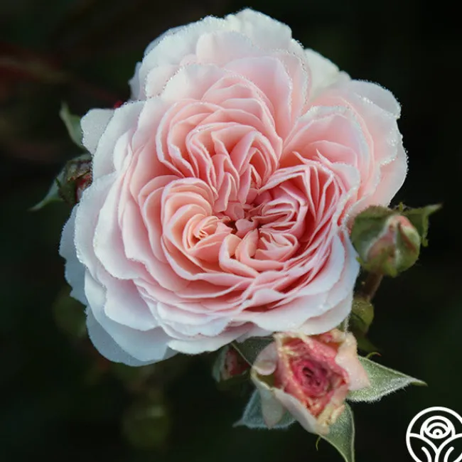 Lexy™>Heirloom Roses Sale