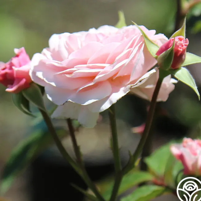 Lexy™>Heirloom Roses Sale