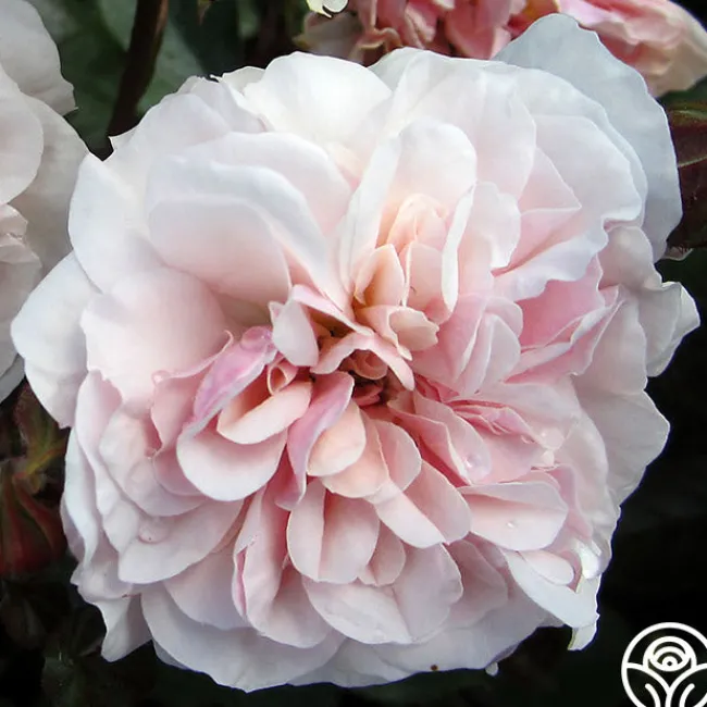 Lexy™>Heirloom Roses Sale