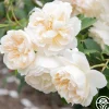Lichfield Angel>Heirloom Roses Sale