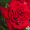 Liebeszauber®>Heirloom Roses Clearance