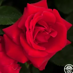 Liebeszauber®><noscript><img width=