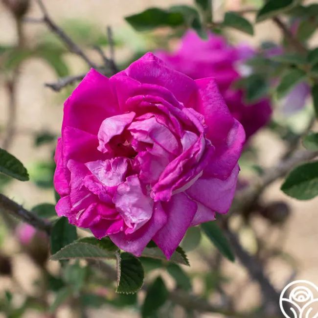 Lilac Pink Moss>Heirloom Roses New