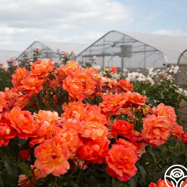 Livin' Easy™>Heirloom Roses Outlet