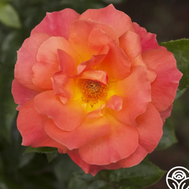 Livin' Easy™>Heirloom Roses Outlet