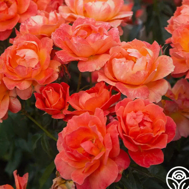Livin' Easy™>Heirloom Roses Outlet