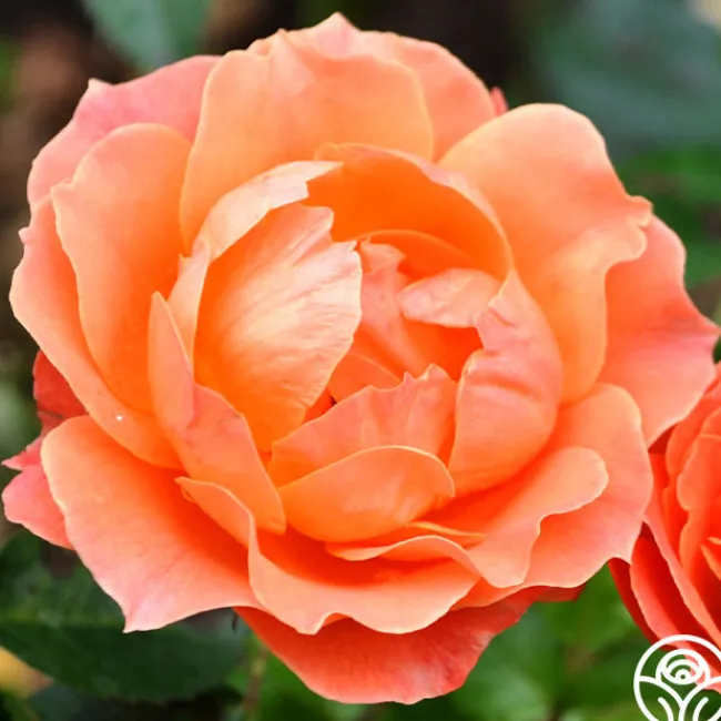 Livin' Easy™>Heirloom Roses Outlet