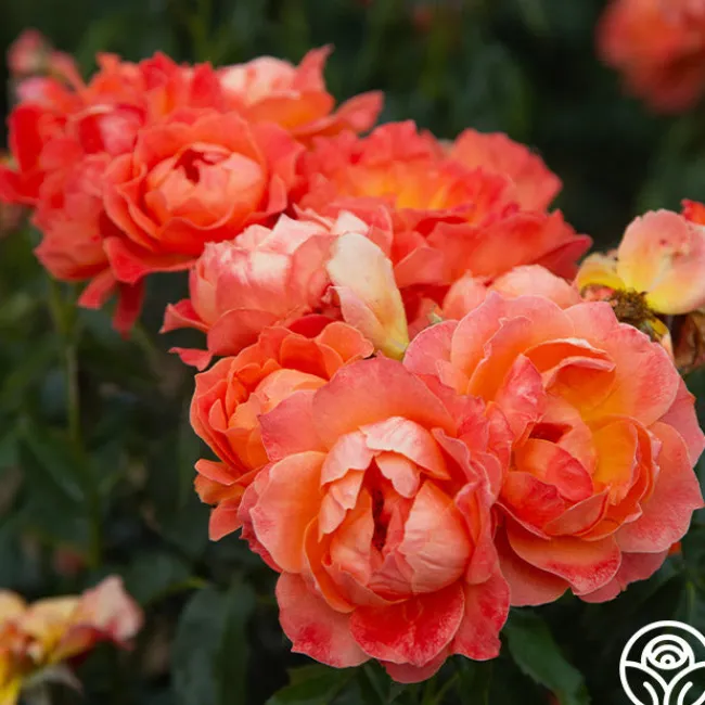 Livin' Easy™>Heirloom Roses Outlet