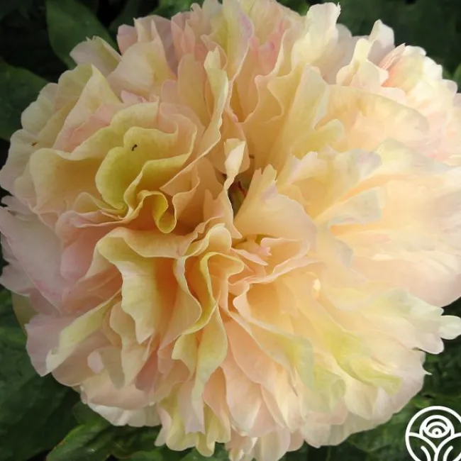 Lois' Choice>Heirloom Roses Sale