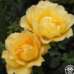 Lord Mountbatten™>Heirloom Roses Sale