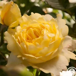 Lord Mountbatten™>Heirloom Roses Sale