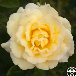 Lord Mountbatten™><noscript><img width=