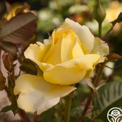 Lord Mountbatten™><noscript><img width=