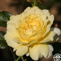 Lord Mountbatten™><noscript><img width=