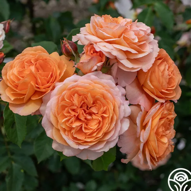 Louise Clements™>Heirloom Roses Discount