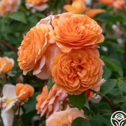 Louise Clements™>Heirloom Roses Discount