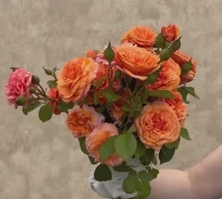 Louise Clements™><noscript><img width=