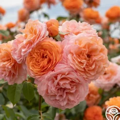 Louise Clements™><noscript><img width=