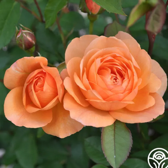 Louise Clements™>Heirloom Roses Discount