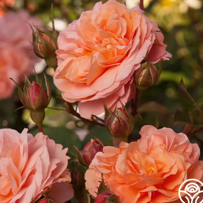 Louise Clements™>Heirloom Roses Discount